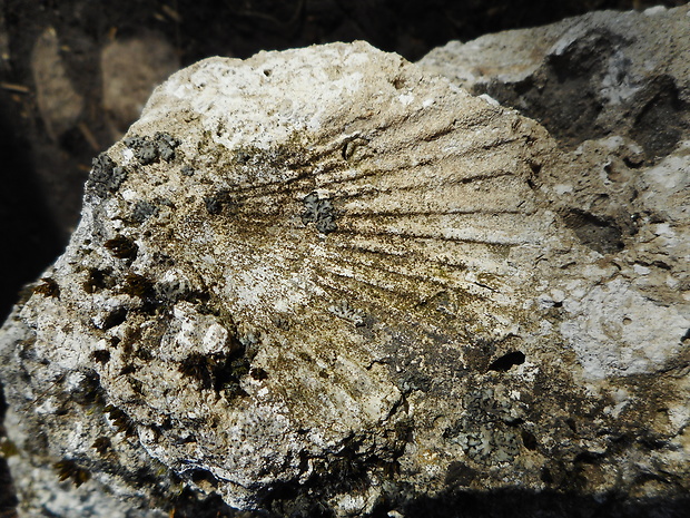 lastúrnik Flabellipecten