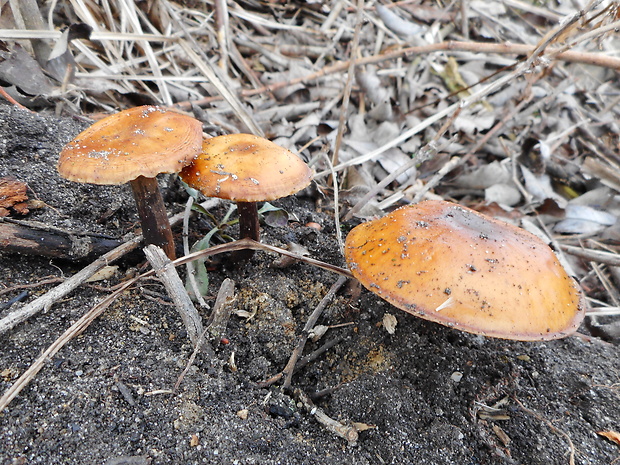 plamienka Flammulina sp.