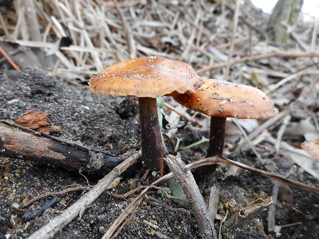 plamienka Flammulina sp.