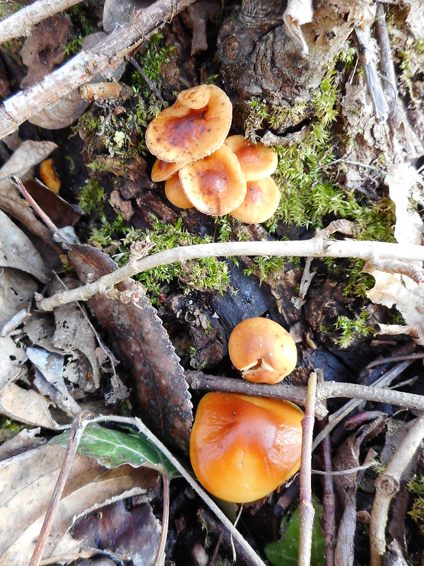 plamienka Flammulina sp.