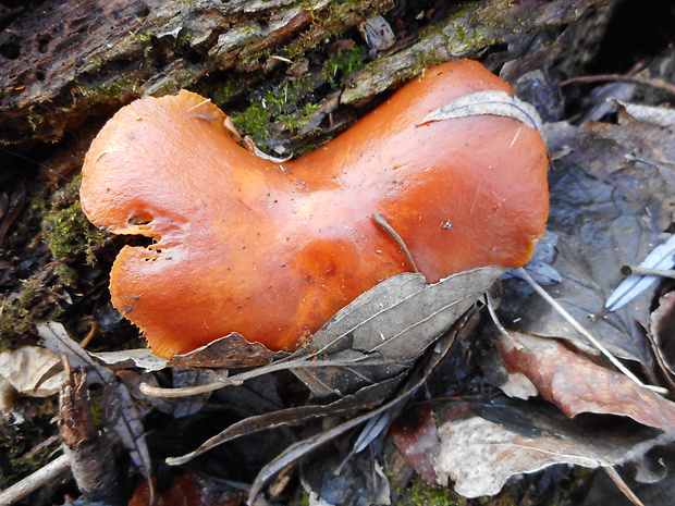 plamienka Flammulina sp.