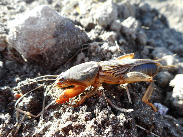 medvedík obyčajný Gryllotalpa gryllotalpa