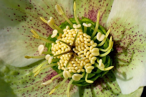 čemerica Helleborus orientalis Lam.