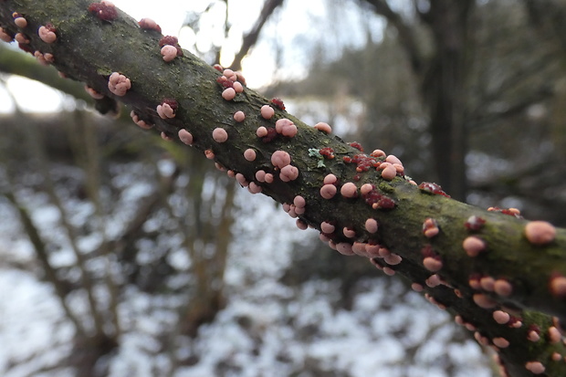 hlivka červená Nectria cinnabarina (Tode) Fr.