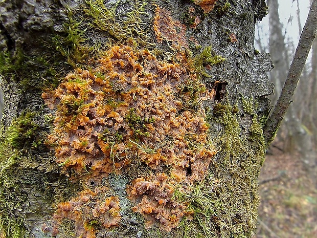 žilnačka oranžová Phlebia radiata Fr.