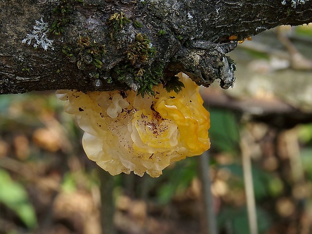 rôsolovka zlatožltá Tremella mesenterica Retz.