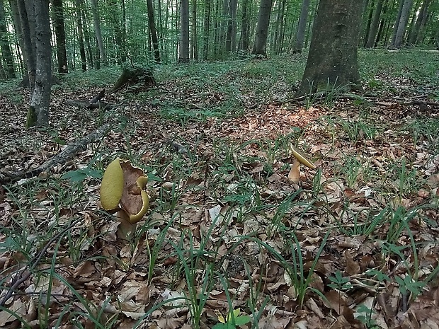 hríb dubový Boletus reticulatus Schaeff.