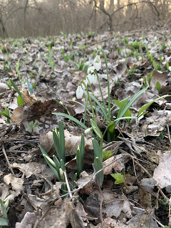 snežienka jarná Galanthus nivalis L.