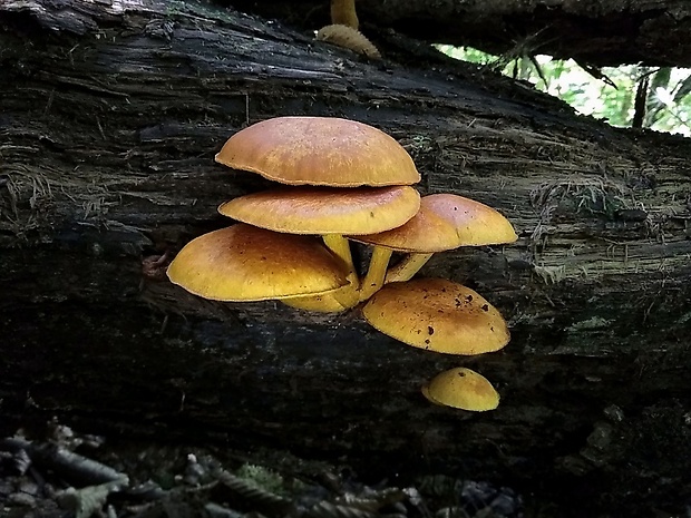 šupinovec Gymnopilus sp.