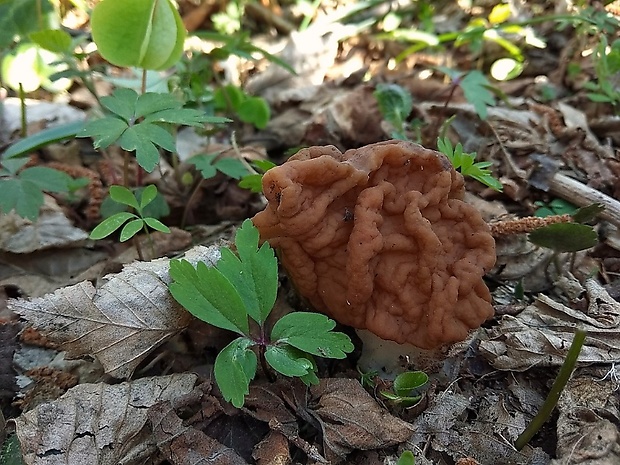 ušiak obrovský Gyromitra gigas (Krombh.) Cooke