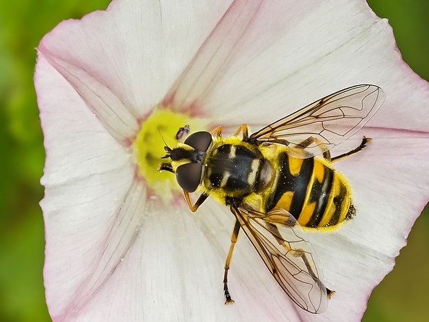 pestrica Myathropa florea ♀