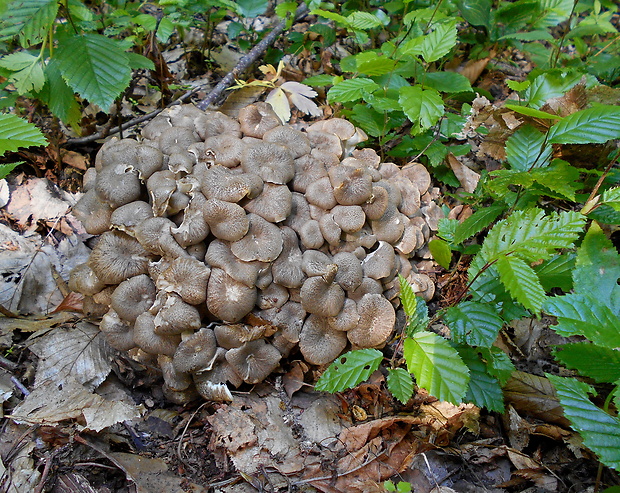 trúdnik klobúčkatý Polyporus umbellatus (Pers.) Fr.