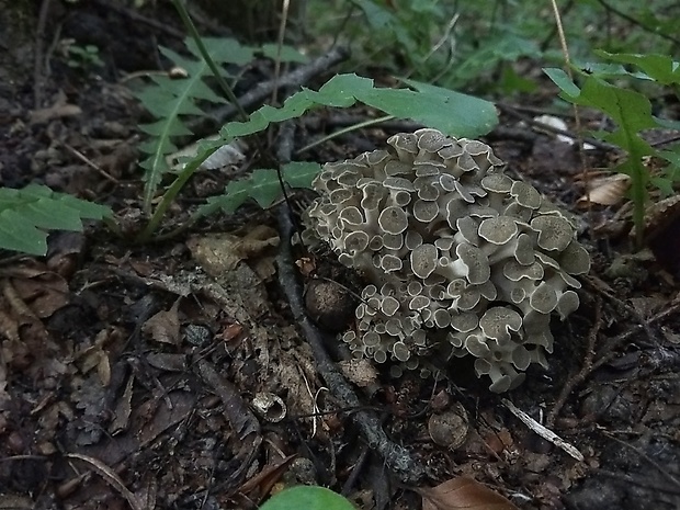 trúdnik klobúčkatý Polyporus umbellatus (Pers.) Fr.