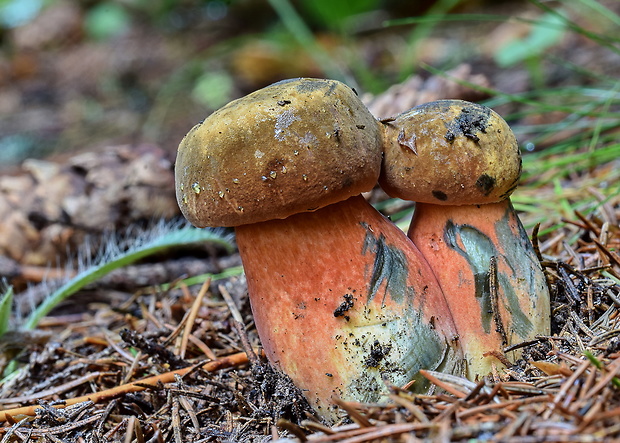 hríb zrnitohlúbikový Sutorius luridiformis (Rostk.) G. Wu & Zhu L. Yang