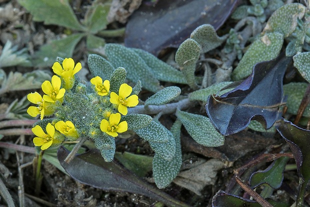 tarica kopcová pravá Alyssum montanum subsp. montanum L.