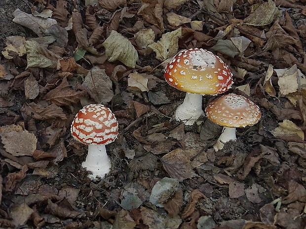 muchotrávka červená Amanita muscaria (L.) Lam.