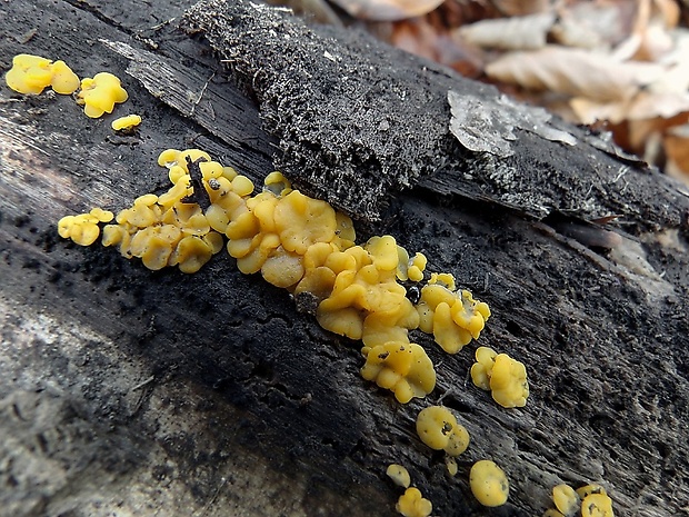 okrasník Bisporella sp.