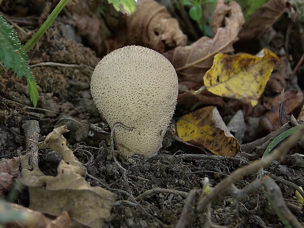 rozpadavec stopkatý Lycoperdon excipuliforme (Scop.) Pers.