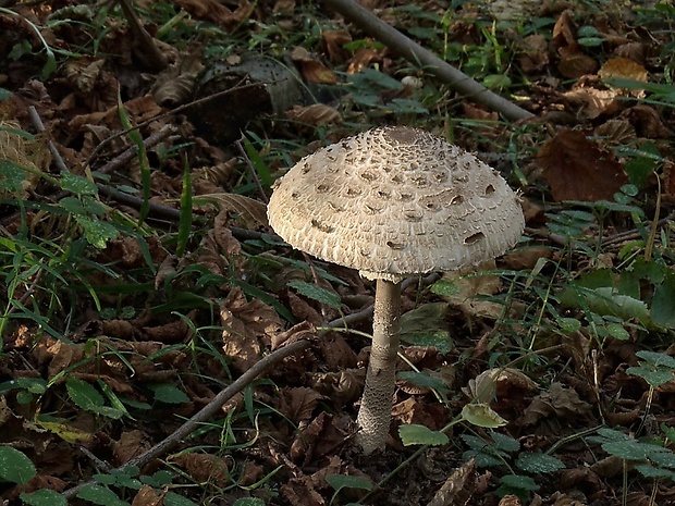 bedľa vysoká Macrolepiota procera (Scop.) Singer