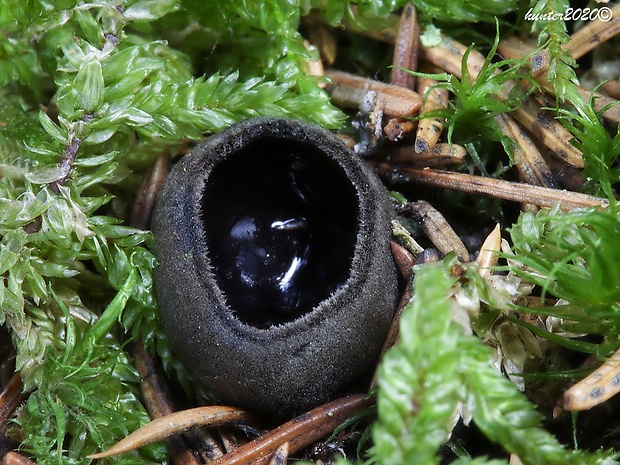 misôčka Pseudoplectania sp.