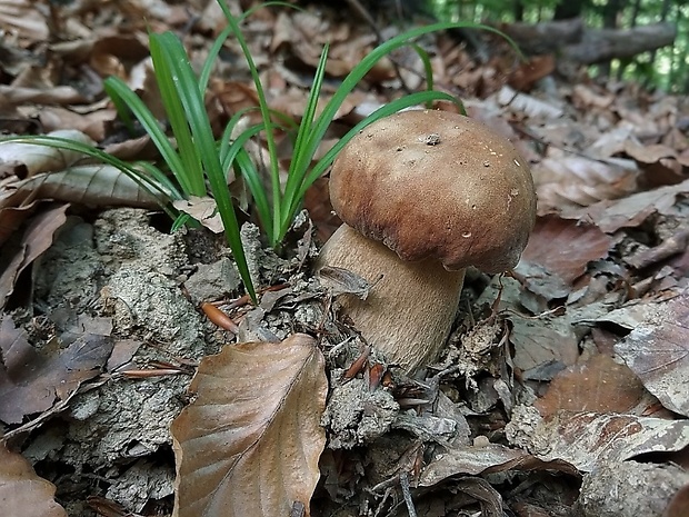 hríb dubový Boletus reticulatus Schaeff.