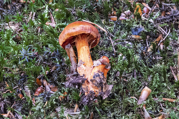 pavučinovec Cortinarius sp.