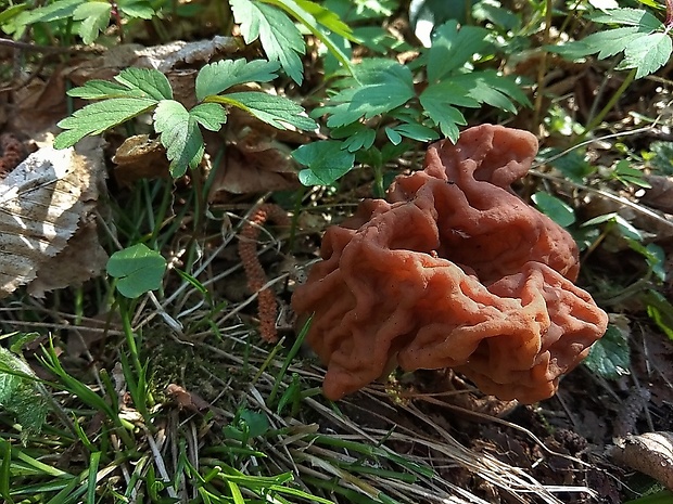 ušiak obrovský Gyromitra gigas (Krombh.) Cooke