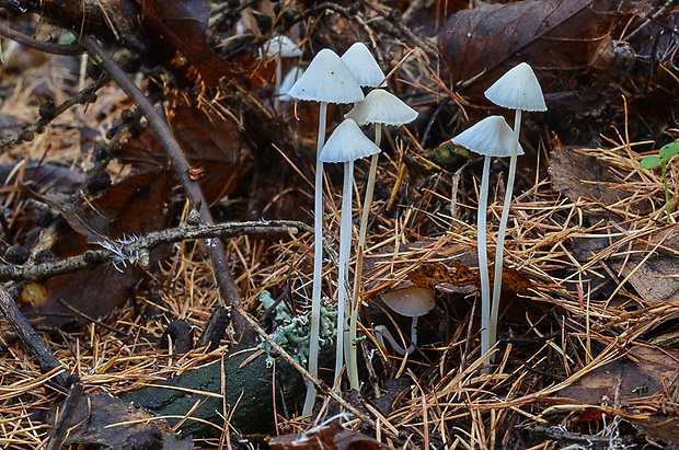 prilbička Mycena sp.