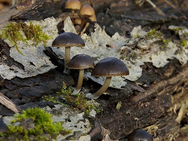 prilbička hnedosivá Mycena tintinnabulum (Paulet) Quél.