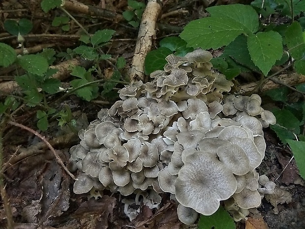 trúdnik klobúčkatý Polyporus umbellatus (Pers.) Fr.