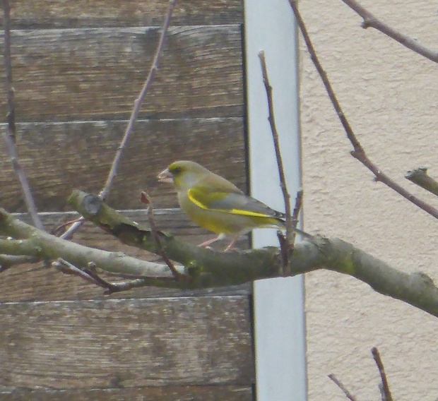 zelienka obyčajná Stehlík zelený Carduelis chloris