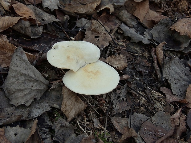 strmuľka inovaťová Clitocybe nebularis (Batsch) P. Kumm.