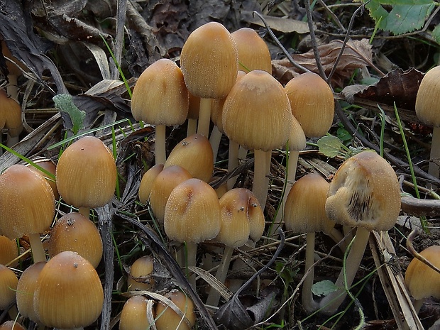 hnojník ligotavý Coprinellus micaceus (Bull.) Vilgalys, Hopple & Jacq. Johnson