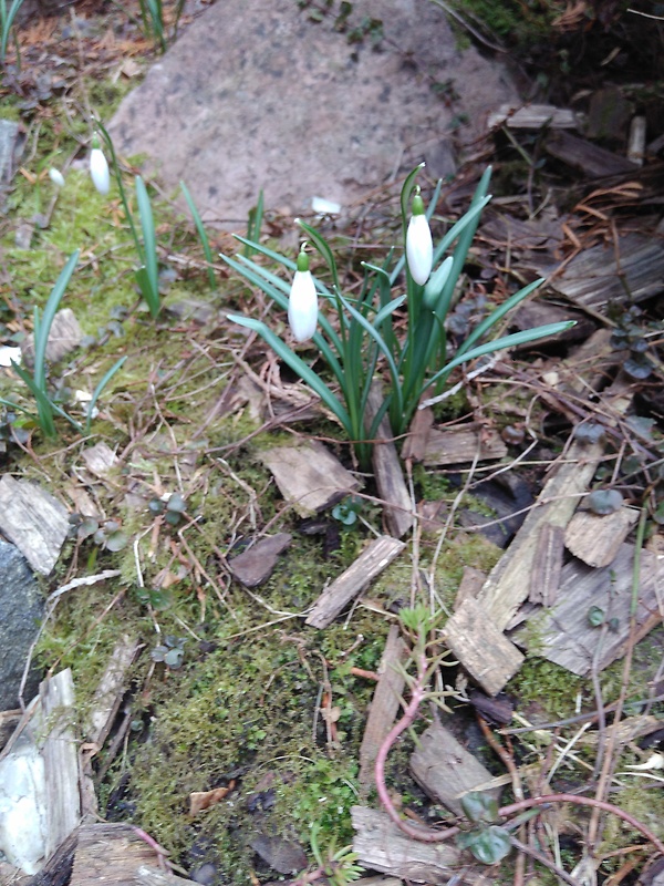 snežienka jarná Galanthus nivalis L.