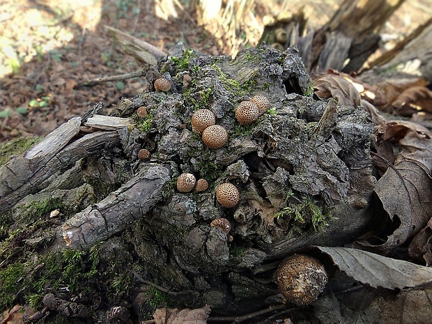 prášnica hruškovitá Lycoperdon pyriforme Schaeff.