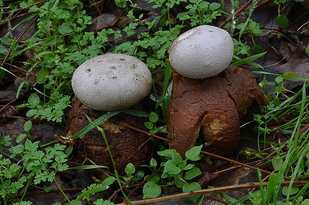 mnohokrčka dierkovaná Myriostoma coliforme (Dicks.) Corda