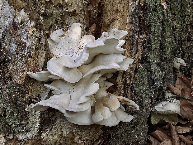 hliva Pleurotus sp.