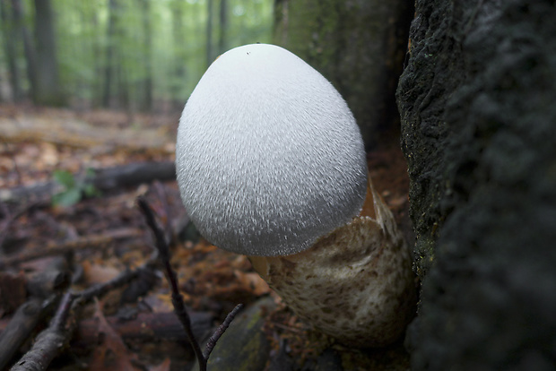 pošvovec stromový Volvariella bombycina (Schaeff.) Singer