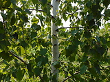breza karpatská