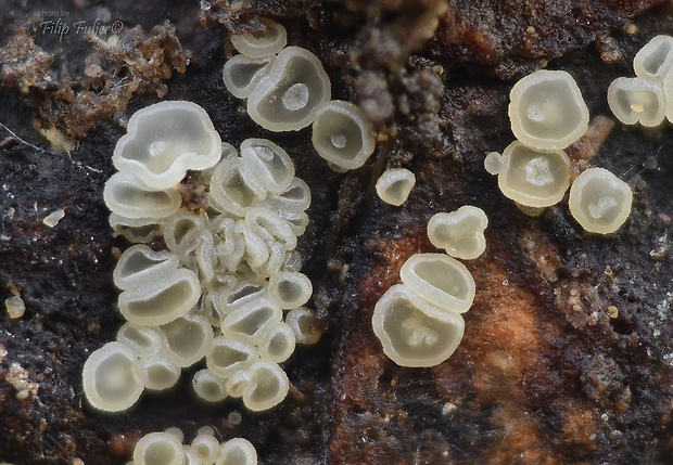 Calycina conorum (Rehm) Baral