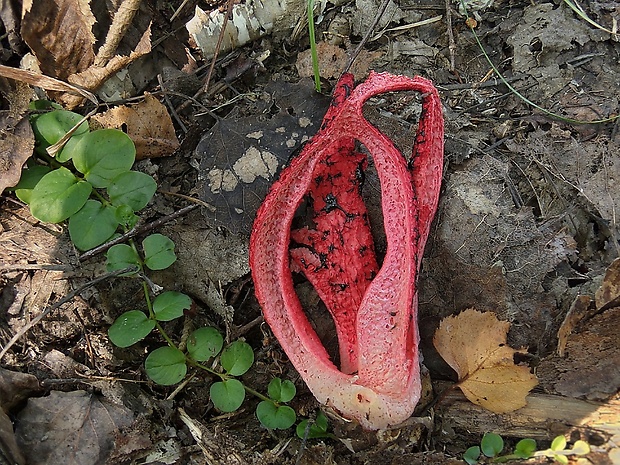 mrežovka kvetovitá Clathrus archeri (Berk.) Dring