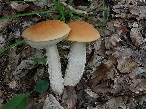 kozák osikový Leccinum albostipitatum den Bakker & Noordel.