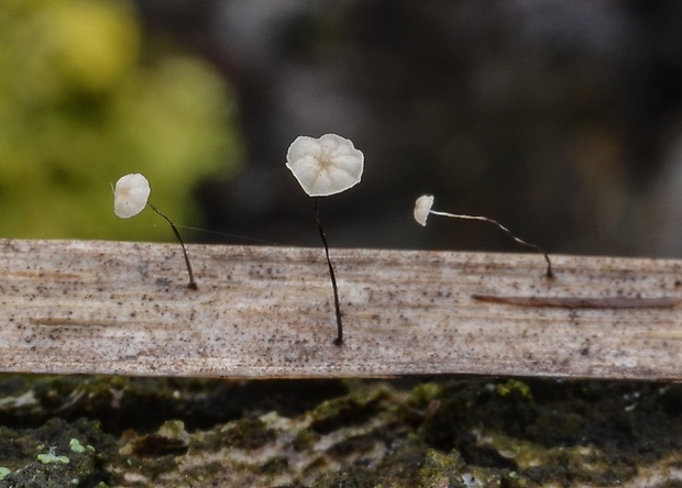 tanečnica močiarna Marasmius limosus Boud. & Quél.