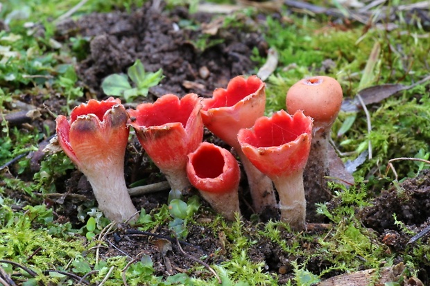 ohnivček zimný Microstoma protractum (Fr.) Kanouse