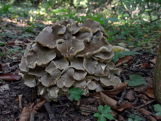 trúdnik klobúčkatý Polyporus umbellatus (Pers.) Fr.