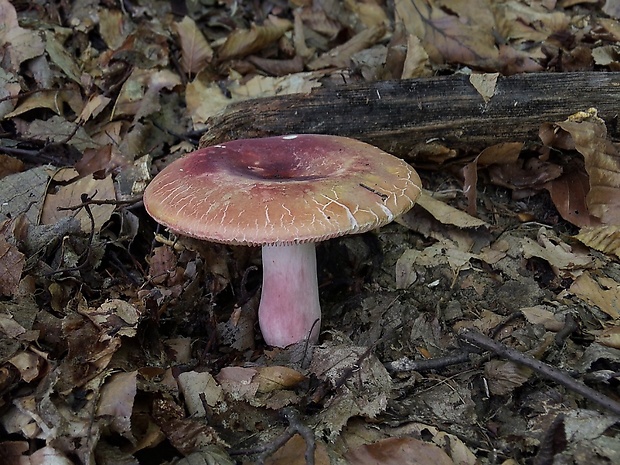 plávka Russula sp.