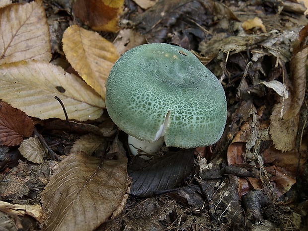 plávka zelenkastá Russula virescens (Schaeff.) Fr.