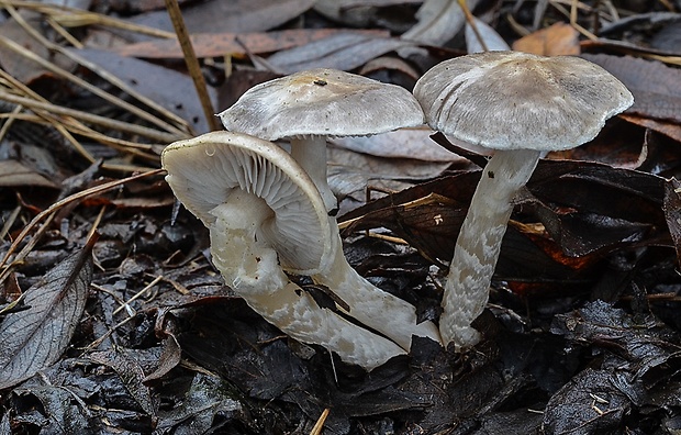 čírovka vŕbová Tricholoma cingulatum (Almfelt) Jacobashch