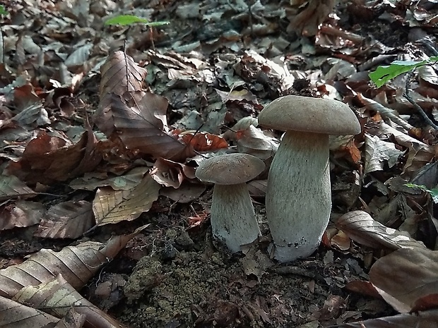 hríb dubový Boletus reticulatus Schaeff.