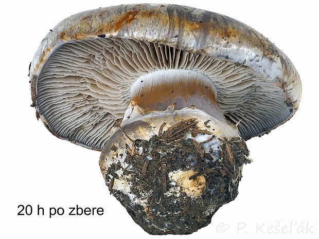 pavučinovec modrastosivý Cortinarius caesiocanescens M.M. Moser